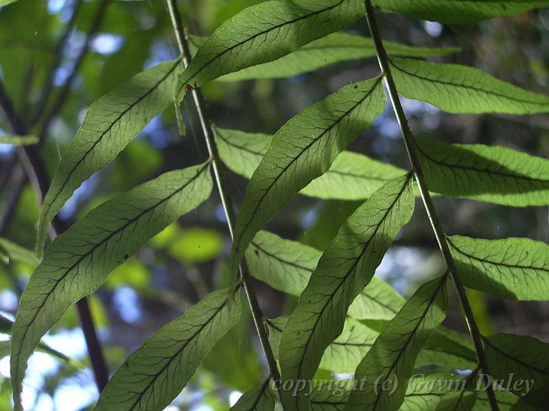 Fern leaves, Binna Burra IMGP1346.JPG